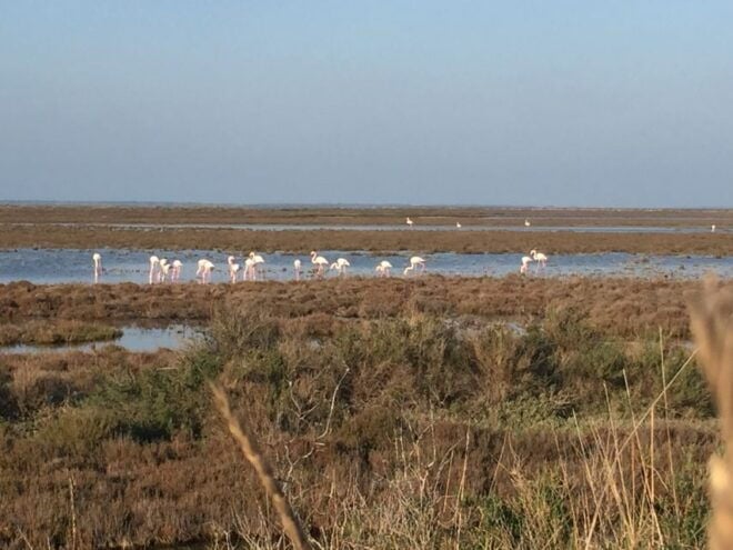 Camargue: Safari From Saintes-Maries-De-La-Mer - Explore the Flora and Fauna of Camargue
