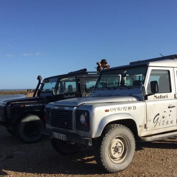 Camargue: Safari From Saintes-Maries-De-La-Mer - Review Summary and Recommendations