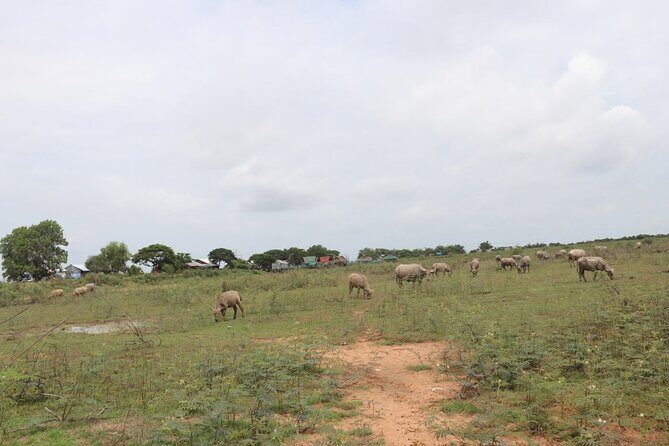 Cambodia Buggy Adventure Tours - Final Words: Why Choose Cambodia Buggy Adventure Tours?