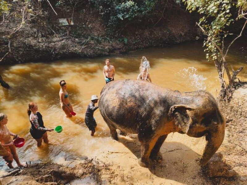 Cambodia Elephant Sanctuary and Banteay Srey Temple Tour - An In-Depth Look at the Cambodia Elephant Sanctuary and Banteay Srei Tour