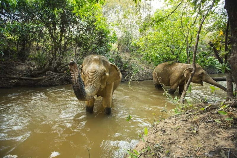 Cambodia Elephants Haft Day Experiences from Siem Reap - Who Will Love This Tour?