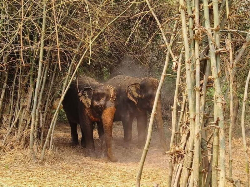 Cambodia Elephants Haft Day Experiences from Siem Reap - Who Might Want to Consider Other Options