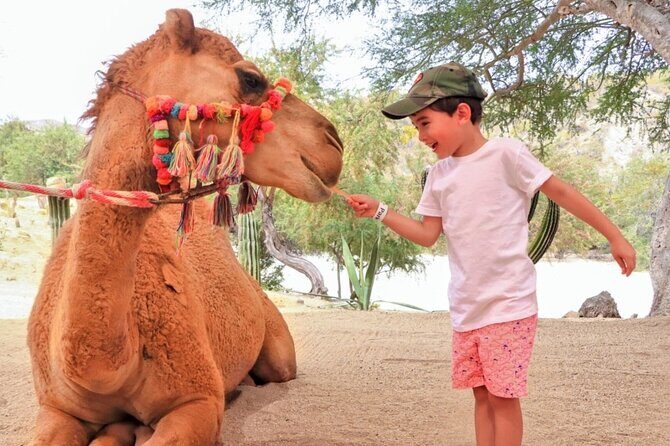 Camel Desert Ride Experience in Cabo - Final Thoughts: Is This Experience Worth It?