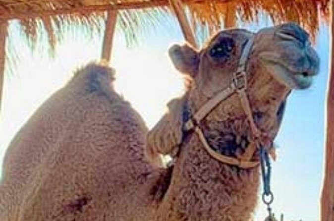 Camel Desert Ride Experience in Cabo - FAQ