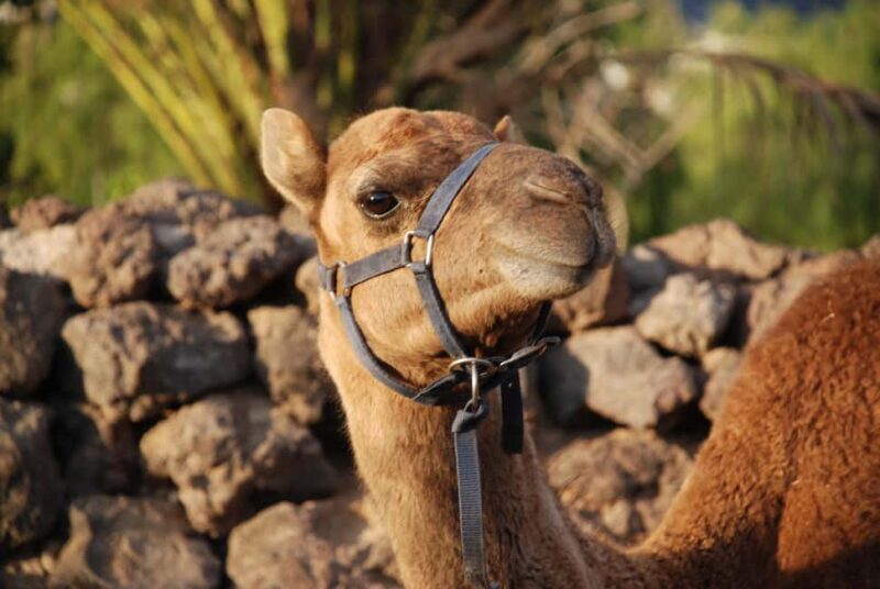 Camel Experience - Who Will Love This Tour?