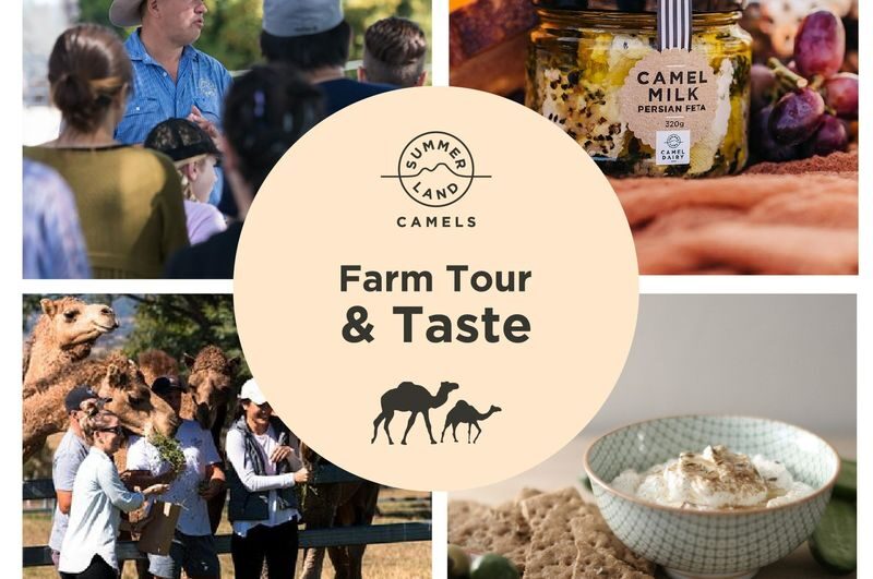 Camel Farm Experience in Brisbane - Behind the scenes at Summer Land Camels