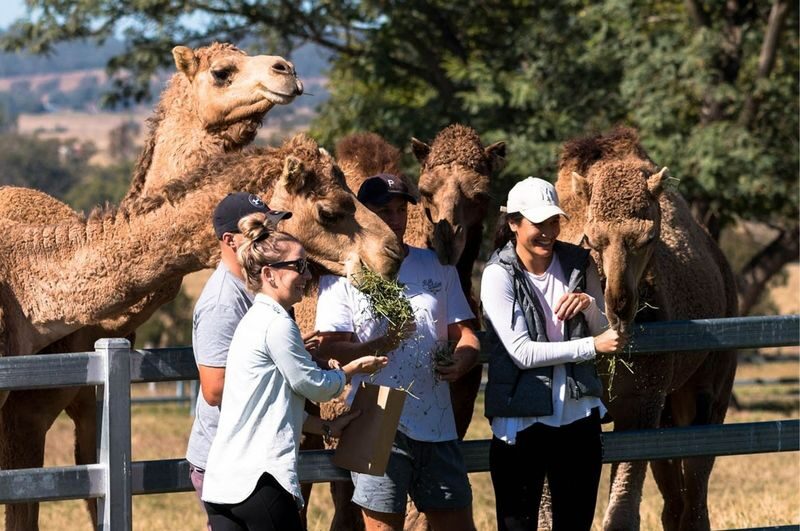 Camel Farm Experience in Brisbane - Feeding the camels and learning how they live