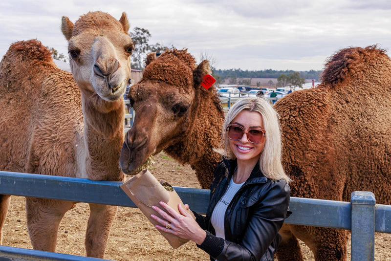Camel Farm Experience in Brisbane - Getting to Harrisville and planning your visit