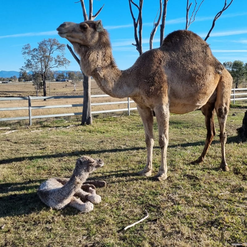 Camel Farm Experience in Brisbane - Who should book this camel farm experience?