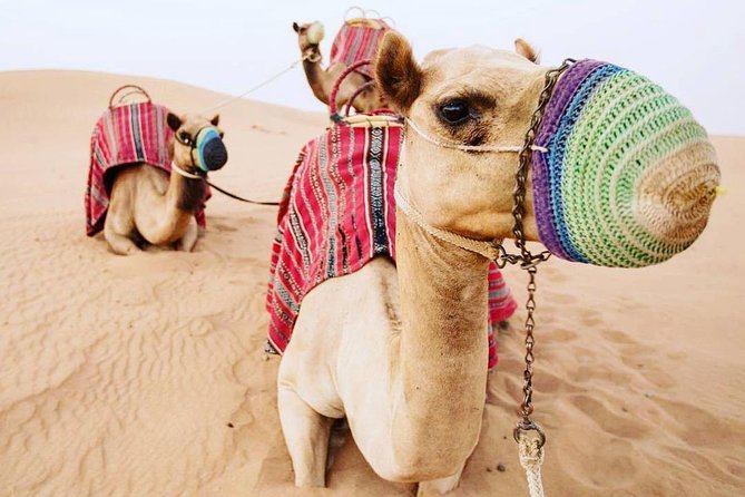 Camel Farm Visit - Dubai UAE - Traveler Photos