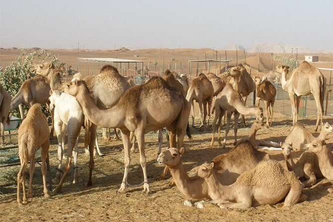 Camel Farm Visit - Dubai UAE - Reviews
