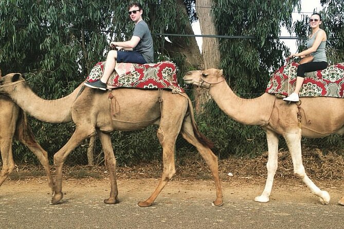 Camel Ride - Directions