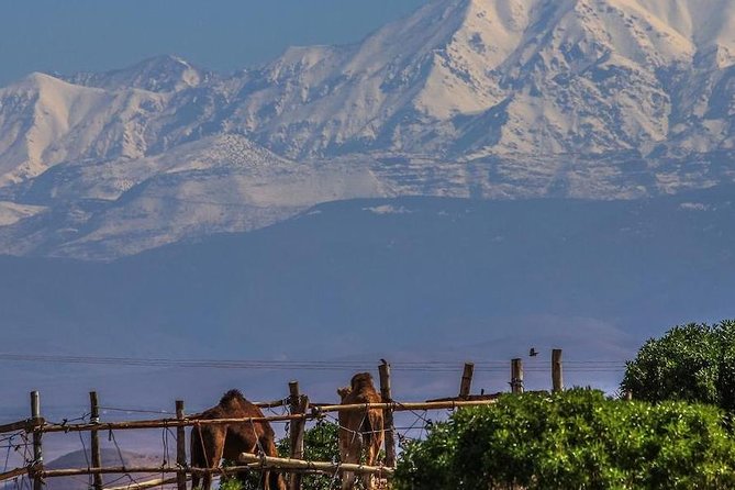 Camel Ride and Dinner Agafay Desert - The Sum Up