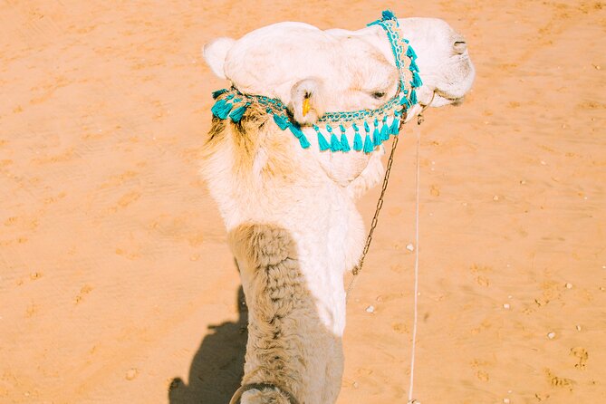 Camel Ride and Dinner in the Agafay Desert With Transportation - Additional Information