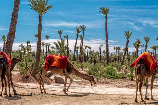Camel Ride at Sunset From the Palm Grove - Cancellation Policy