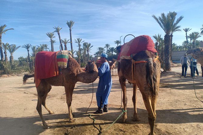 Camel Ride at Sunset in Marrakech Palm Grove - Authentic Reviews and Ratings
