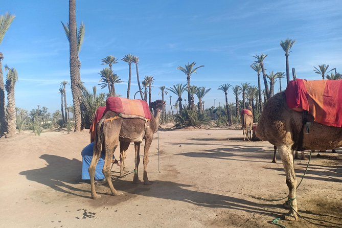 Camel Ride at Sunset in Marrakech Palm Grove - Important Terms & Conditions for a Smooth Experience