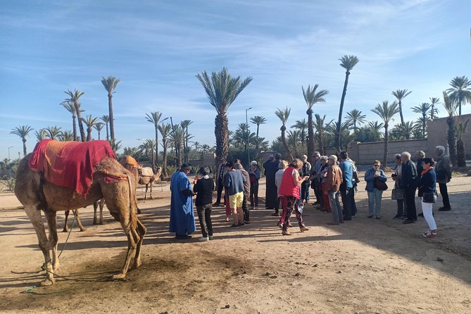 Camel Ride at Sunset in Marrakech Palm Grove - The Sum Up