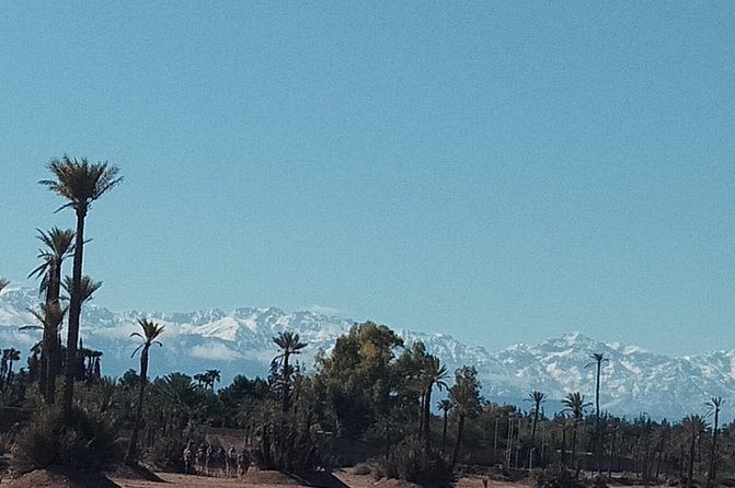 Camel Ride at Sunset in the Palm Grove of Marrakech - Requirements and Recommendations