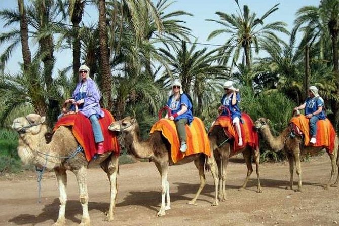 Camel Ride at Sunset in the Palm Grove of Marrakech - Experience the Magic of a Camel Ride at Sunset