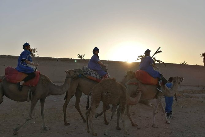 Camel Ride at the Palm Groves in Marrakech - Positive Reviews From Viator Travelers