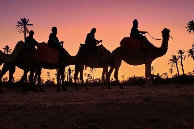 Camel Ride During Sunset at Palmeraie in Marrakech - What to know before you book