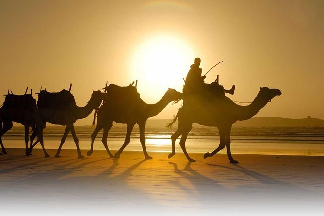 Camel Ride Experience Around Marrakech - Hassle-Free Transportation Included