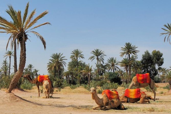 Camel Ride Experience Around Marrakech - Convenient Meeting Options