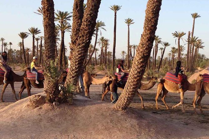 Camel Ride in Marrakech Palm Grove - Additional Information