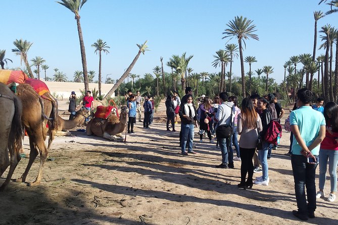 Camel Ride in Marrakech Palm Grove - Pricing Details