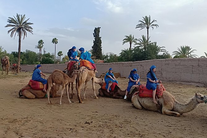 Camel Ride in Marrakech (Palmerie) - Contact and Support