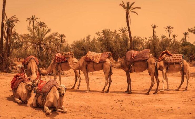 Camel Ride In Palmeraie 1 Hour, With Tea - Activity Details