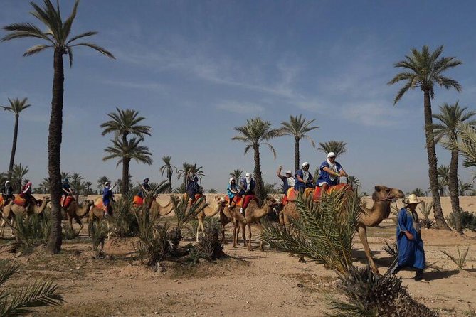 Camel Ride in the Palm Grove - Good To Know