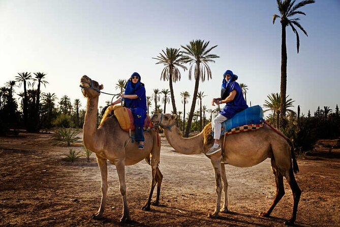 Camel Ride in the Palm Grove of Marrakech - Good To Know