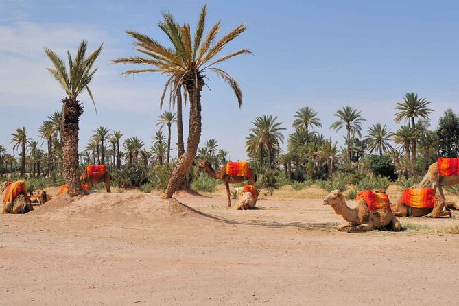Camel Ride in the Palm Grove of Marrakech - Booking Information
