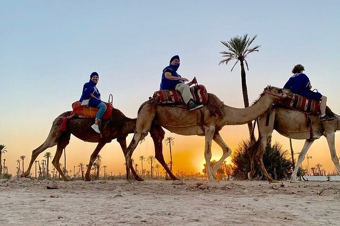 Camel Ride in the Palm Grove of Marrakech - Reviews