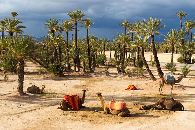 Camel Ride in the Palm Grove of Marrakech - Pickup Information