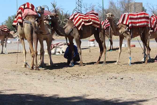 Camel Ride in the Palmeraie of Marrakech - Selecting Date and Travelers