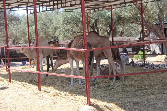 Camel Ride in the Palmeraie of Marrakech - Meeting and Pickup Details