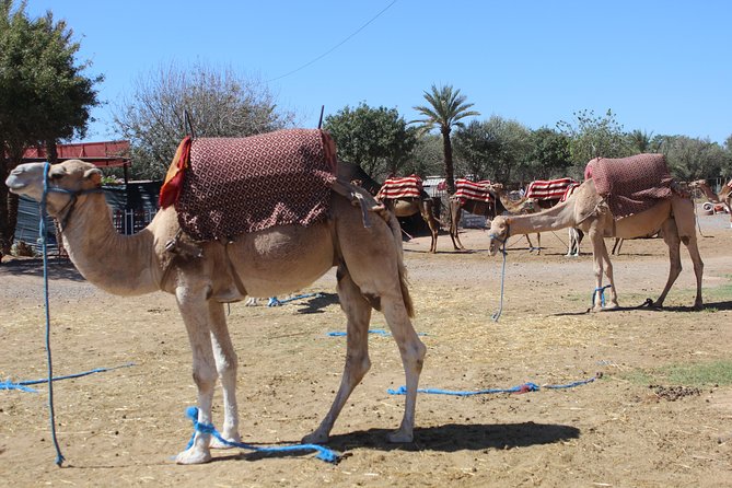Camel Ride in the Palmeraie of Marrakech - Cancellation Policy