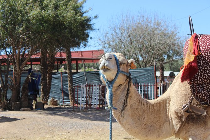 Camel Ride in the Palmeraie of Marrakech - Common Questions