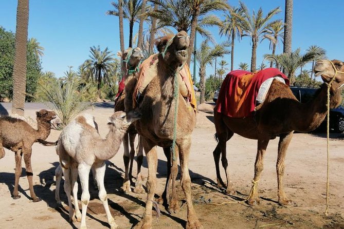Camel Ride Marrakech - Good To Know