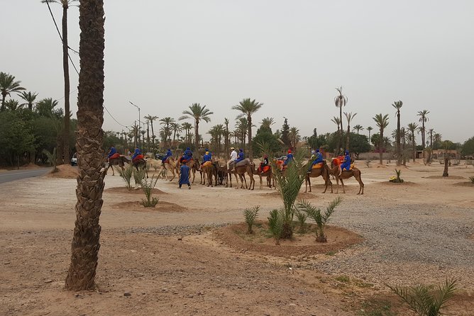 Camel Ride Marrakech - Booking Details and Pricing