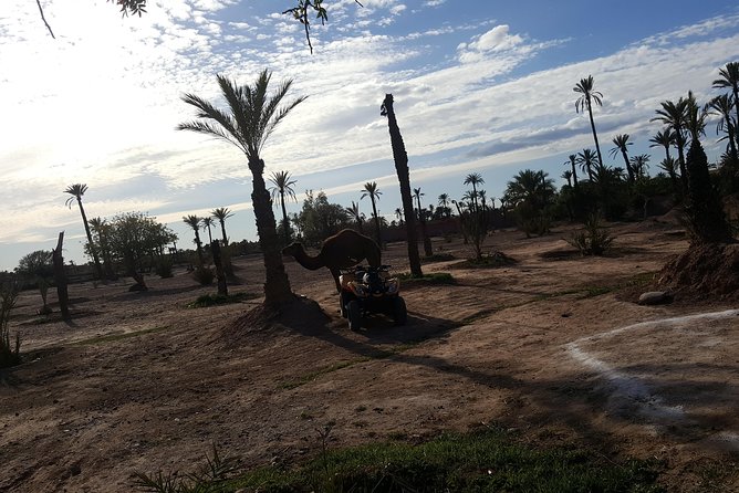 Camel Ride Marrakech - The Sum Up