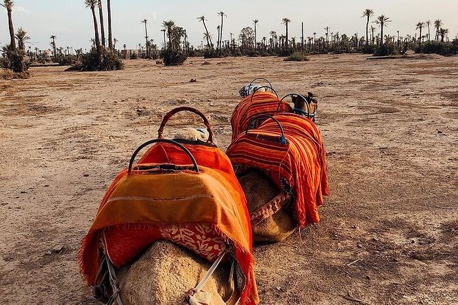 Camel Ride Marrakech Palmeraie - Booking Details and Price Range
