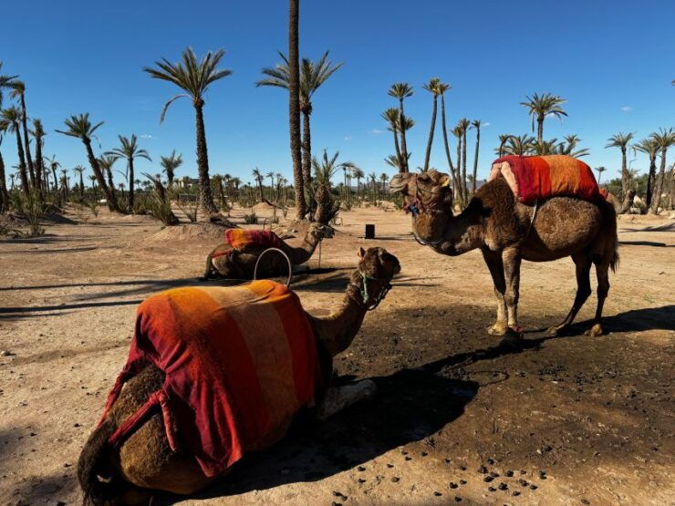 Camel Ride Marrakech With Lunch ( Local Restaurant) - Tour Highlights