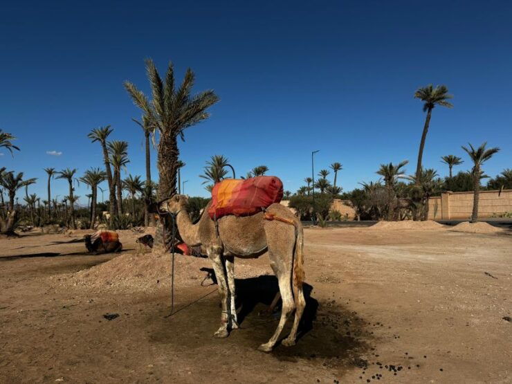 Camel Ride Marrakech With Lunch ( Local Restaurant) - Tour Highlights