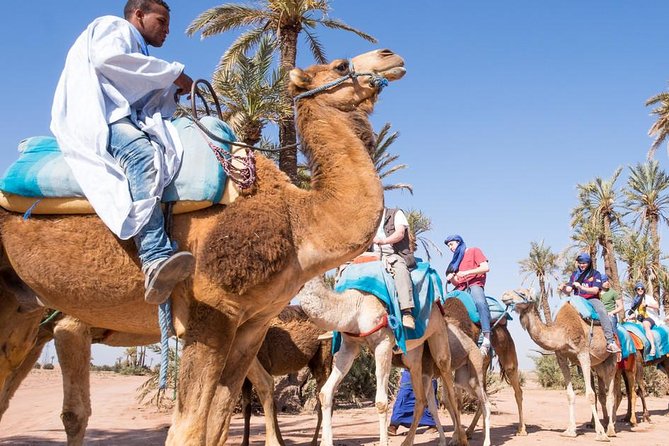 Camel Ride on the Palm Grove Marrakech - Overall Rating and Reviews