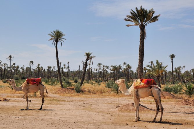Camel Ride on the Palm Grove Marrakech - Camel Ride Options