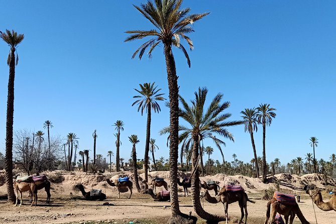 Camel Ride on the Palm Grove Marrakech - Additional Information and Assistance